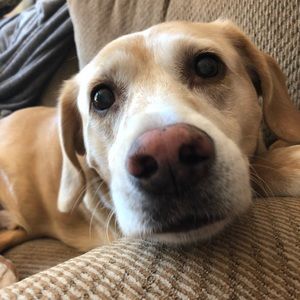 Meet your Posher, Alex